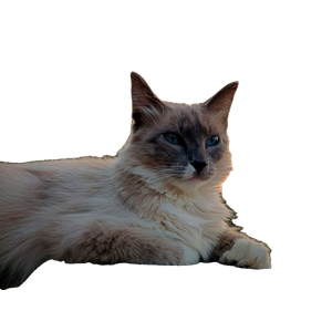 A Beautiful Cat With White Fur Relaxing Outdoors At Sunset In TecalitláN, Mexico. 19119 - Cat PNG image with transparent background